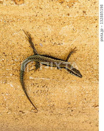Small lizard on yellow rough wall, reptile wildlife close-up Small lizard on yellow rough wall, reptile wildlife close-up 132885198