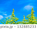 秋の青空に映えるセイタカアワダチソウ 132885233