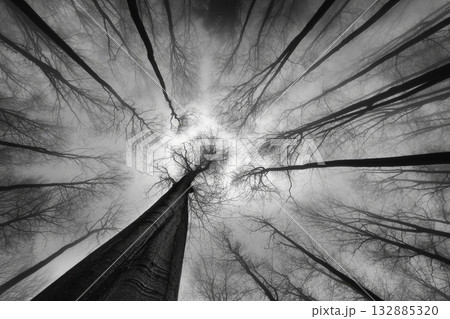 Whispers of the Woods 132885320