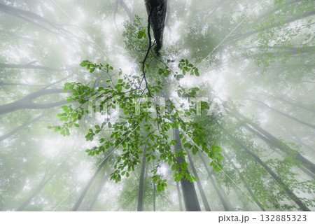 Breath of the Forest Breath of the Forest 132885323