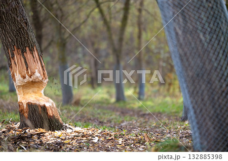 Tree on the shore of a reservoir damaged by beavers Tree on the shore of a reservoir damaged by beavers 132885398