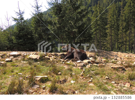 Massive bear male in natural habitat laying on a meadow at wild rocky forest 132885586