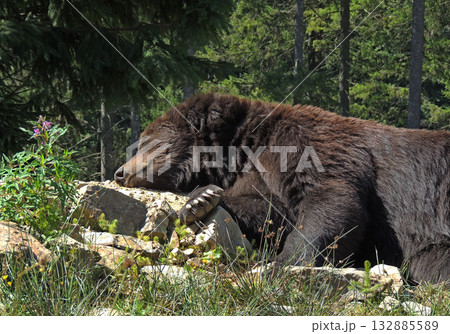 Brown bear hold his head on a stump in wild forest at sunny day 132885589