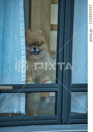 Cute fluffy dog looking out the window at home 132885937