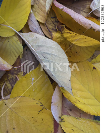 Warm orange fall leaves forming a rich, natural texture. Perfect seasonal background for Warm orange fall leaves forming a rich, natural texture. Perfect seasonal background for 132885968