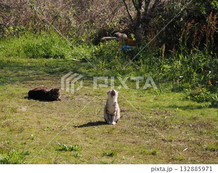 猫コロニーで暮らす地域猫たち 猫コロニーで暮らす地域猫たち 132885971