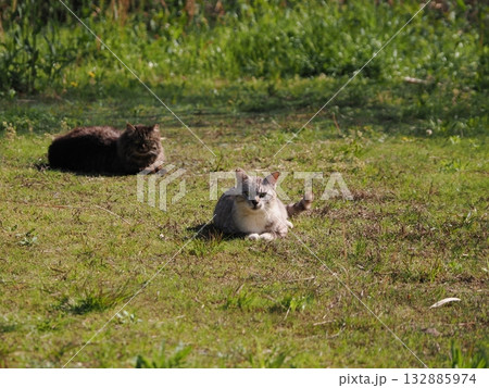 猫コロニーで暮らす地域猫たち 猫コロニーで暮らす地域猫たち 132885974