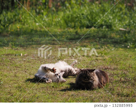 猫コロニーで暮らす地域猫たち 猫コロニーで暮らす地域猫たち 132885993