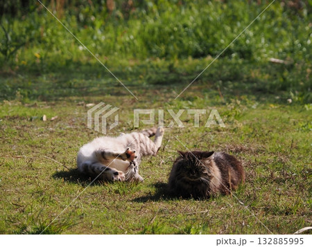 猫コロニーで暮らす地域猫たち 猫コロニーで暮らす地域猫たち 132885995
