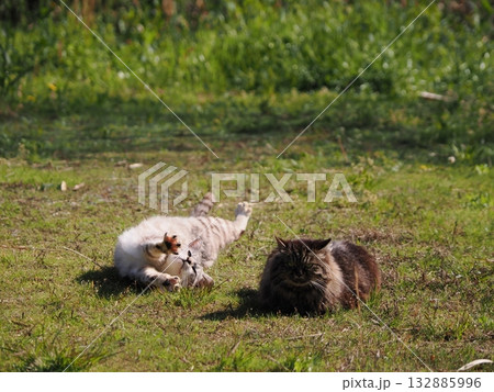 猫コロニーで暮らす地域猫たち 132885996