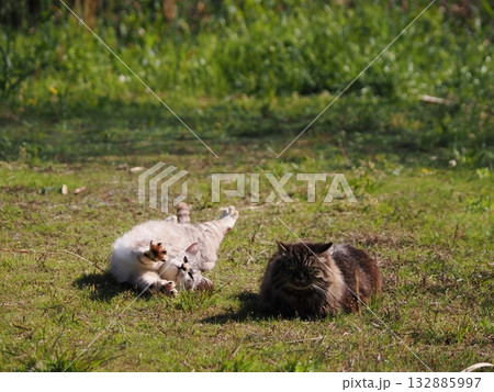 猫コロニーで暮らす地域猫たち 132885997