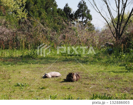 猫コロニーで暮らす地域猫たち 132886003