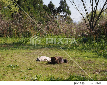 猫コロニーで暮らす地域猫たち 猫コロニーで暮らす地域猫たち 132886006