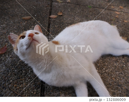 猫コロニーで暮らす地域猫たち 猫コロニーで暮らす地域猫たち 132886009