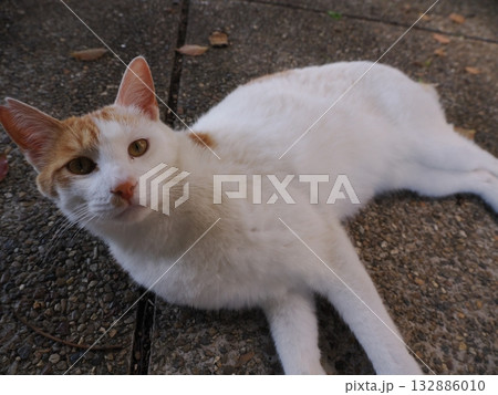 猫コロニーで暮らす地域猫たち 猫コロニーで暮らす地域猫たち 132886010