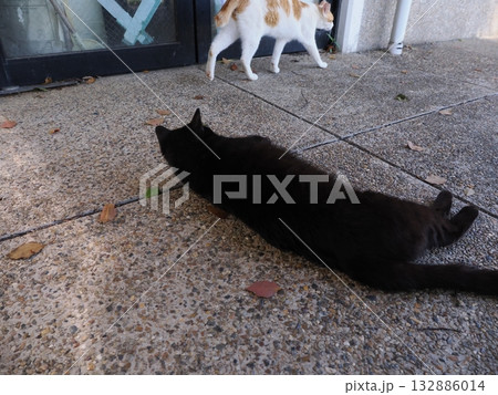 猫コロニーで暮らす地域猫たち 132886014