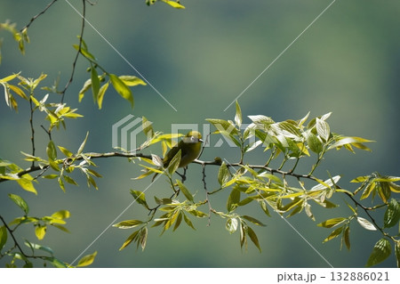 桜の木に止まるメジロ 桜の木に止まるメジロ 132886021