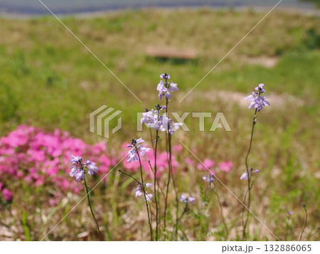 春の訪れを知らせる花マツバウンラン 132886065