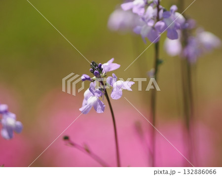 春の訪れを知らせる花マツバウンラン 132886066