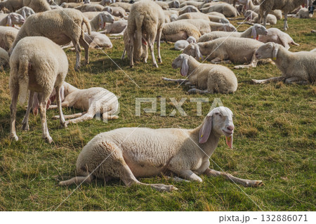 flock of sheep 132886071