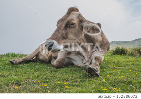 cow sleeping in meadow 132886072