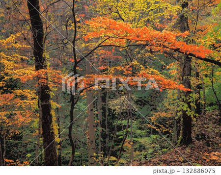 山の中の朝の紅葉（afr20251108060820） 132886075