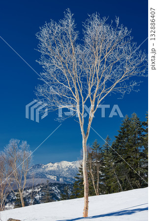鳩待峠から残雪期の至仏山へ向かう途中の霧氷 132886407