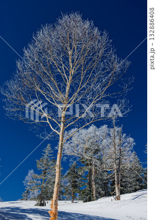 鳩待峠から残雪期の至仏山へ向かう途中の霧氷 132886408
