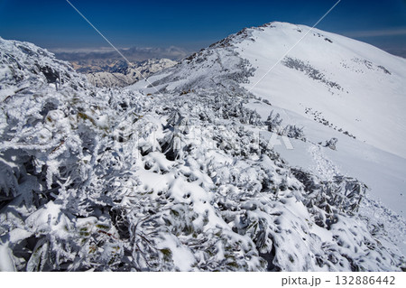 残雪期の小至仏山の樹氷と至仏山山頂 残雪期の小至仏山の樹氷と至仏山山頂 132886442