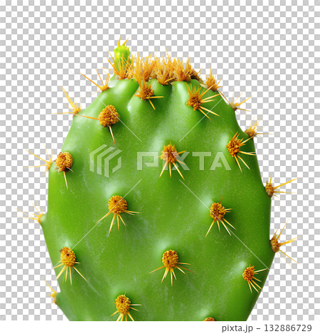 Green prickly pear cactus pad, showcasing its unique texture, sharp spines, glochids, perfect for nature, desert or botanical themes Green prickly pear cactus pad, showcasing its unique texture, sharp spines, glochids, perfect for nature, desert or botanical themes 132886729