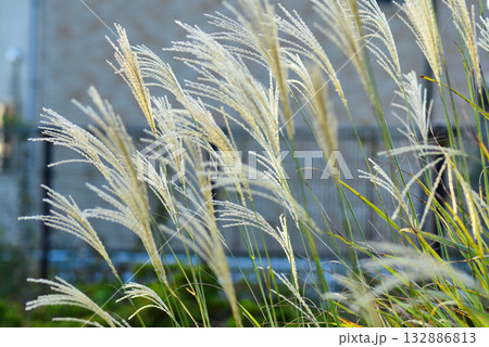 秋の陽に輝くススキ 132886813