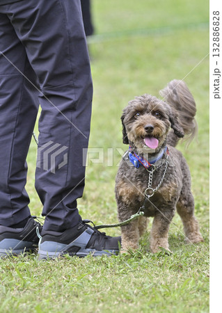 女性と遊ぶチワプー　カメラ目線（チワワ×プードル） 132886828