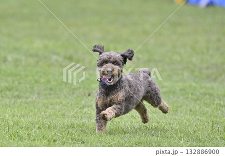 ドッグランで元気に走るチワプー(チワワ×プードル) ドッグランで元気に走るチワプー(チワワ×プードル) 132886900
