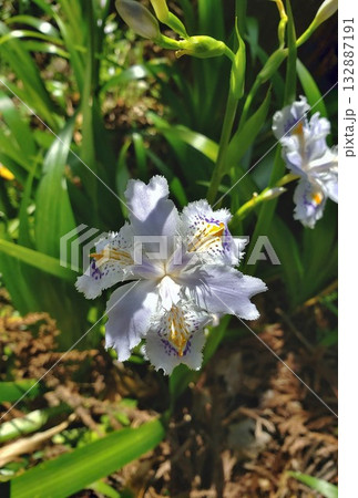 シャカの花 シャカの花 132887191