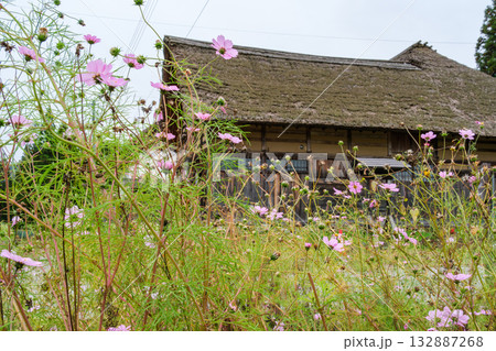 古民家のコスモス 132887268