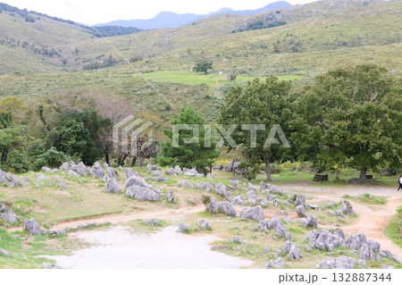 秋吉台　特別天然記念物　国定公園　山口県　美祢市 132887344