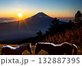 初日の出を迎える富士山を望む牧場で向き合う親子の馬 132887395