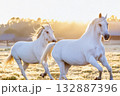 朝日輝く牧場を走る二頭の白馬 132887396