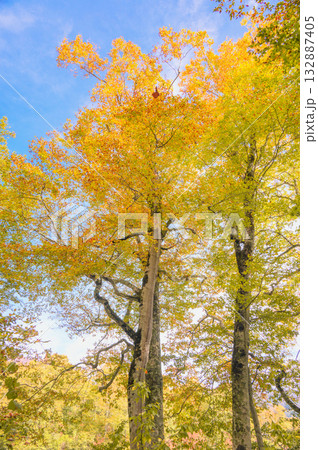 【鎌池】黄葉するブナ【北安曇郡小谷村】 【鎌池】黄葉するブナ【北安曇郡小谷村】 132887405