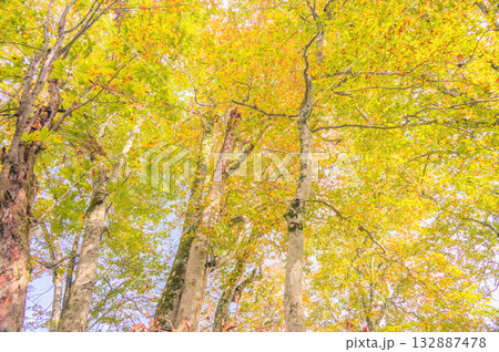 【鎌池】紅葉したブナ【北安曇郡小谷村】 132887478
