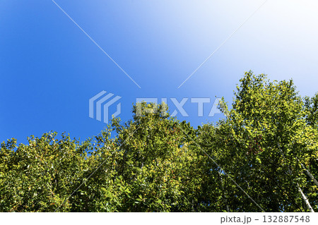 青空と緑の木のコントラストのある晴れやかな風景 132887548