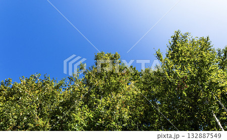 青空と緑の木のコントラストのある晴れやかな風景 132887549