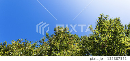 青空と緑の木のコントラストのある晴れやかな風景 132887551