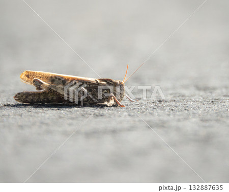 アスファルトの上にいたバッタ 132887635