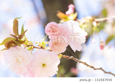 桜の花【品種：一葉】 132887656