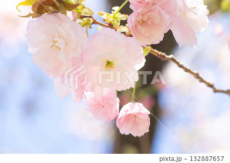 桜の花【品種：一葉】 132887657