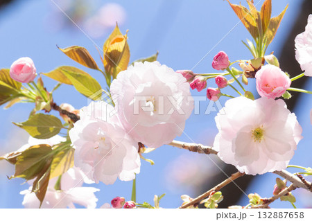桜の花【品種：一葉】 132887658