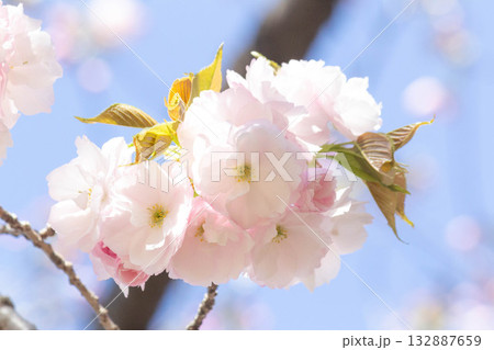 桜の花【品種：一葉】 132887659
