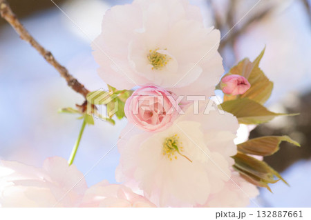 桜の花【品種：一葉】 132887661