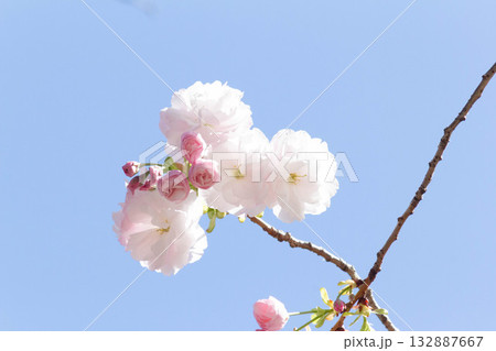 桜の花【品種：一葉】 132887667
